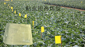 粘蟲(chóng)用熱熔膠