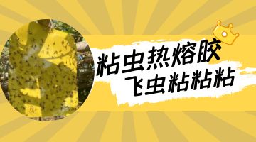 粘蟲(chóng)膠